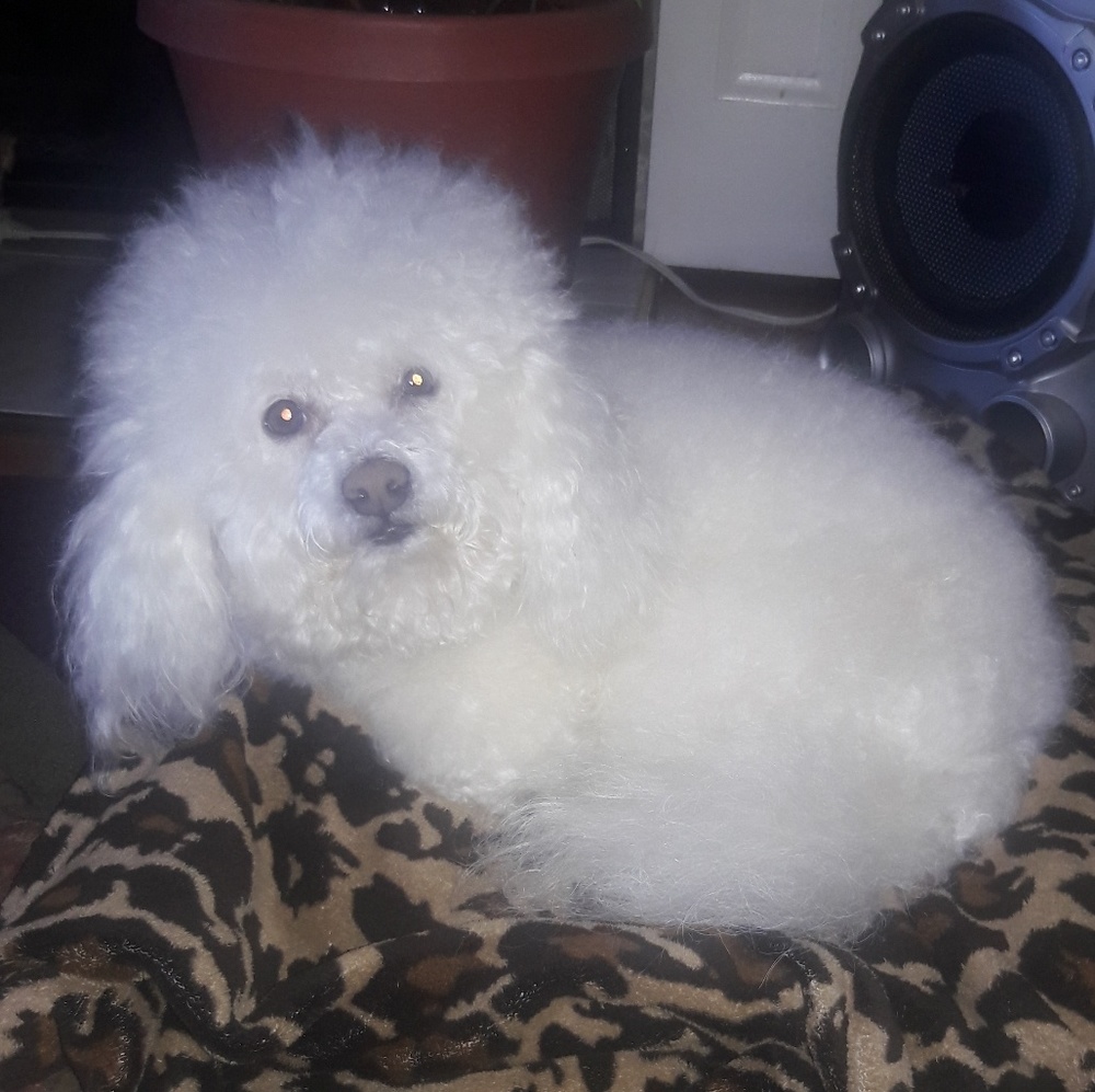 Meet your Posher, Maira